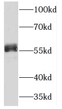 NFIL3 antibody|NFIL3抗体