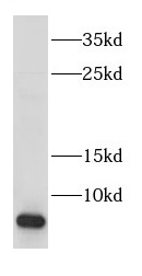 COX17 antibody|COX17抗体
