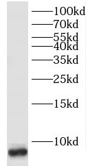 POLR2L antibody|POLR2L抗体