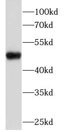 CCNE1 antibody|CCNE1抗体