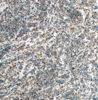 CCL19 antibody|CCL19抗体