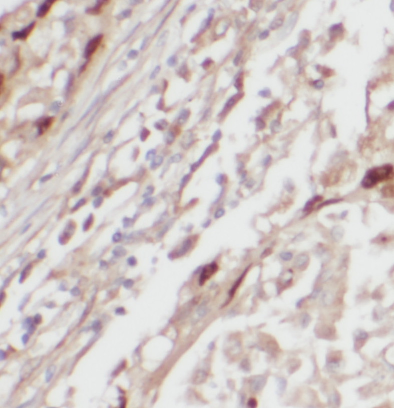 PRCP antibody|PRCP抗体