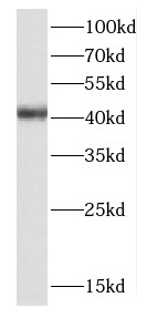 CTSH antibody|CTSH抗体