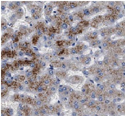 C3/C3b/C3c antibody|C3/C3b/C3c