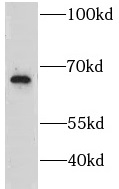 GRB10 antibody|GRB10抗体 FNab036