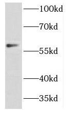 DCTN4 antibody|DCTN4抗体