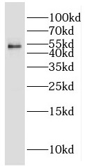 CYP2S1 antibody|CYP2S1抗体 FNab0