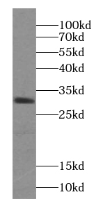 ZGLP1 antibody|ZGLP1抗体