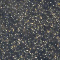 浙江美森-人类成淋巴细胞系 GM12892 (LCL from B-Lymphocyte)