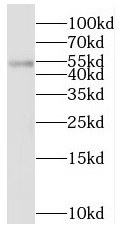 STK24 antibody|STK24抗体