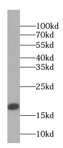 PRH1 antibody|PRH1抗体