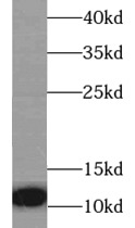 CXCL8 antibody|CXCL8抗体