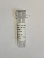 Kerafast抗体Anti-DNA-RNA Hybrid [S9.6] Antibody