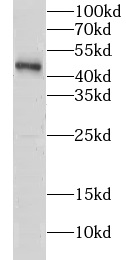 CLP1 antibody|CLP1抗体