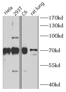 SLC1A3 antibody|SLC1A3抗体