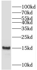 PFDN4 antibody|PFDN4抗体