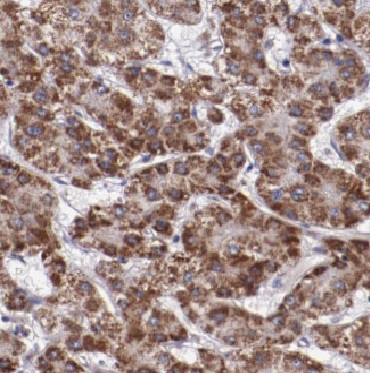 CYB5R3 antibody|CYB5R3抗体 FNab0