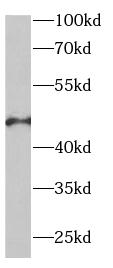 EIF4A2 antibody|EIF4A2抗体 FNab0