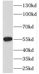 EML2 antibody|EML2抗体