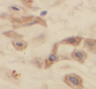 CEP250 antibody|CEP250抗体