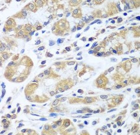 EIF1AX antibody|EIF1AX抗体 FNab0