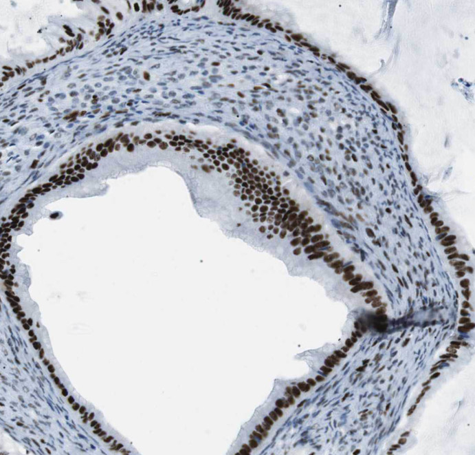 THRAP3 antibody|THRAP3抗体
