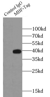 LASP1 antibody|LASP1抗体