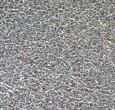 GCSAM antibody|GCSAM抗体