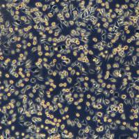 小鼠成纤维细胞L929现货