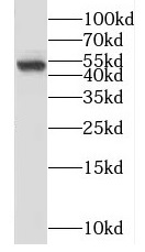 SNRNP48 antibody|SNRNP48抗体