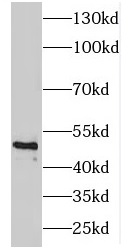 ENO3 antibody|ENO3抗体 FNab02767
