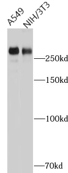 FLNC antibody|FLNC抗体