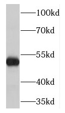 TMEM120B antibody|TMEM120B抗体