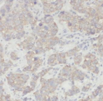 CSN3 antibody|CSN3抗体