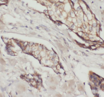 AZGP1 antibody|AZGP1抗体 FNab007