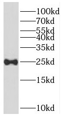 RERG antibody|RERG抗体
