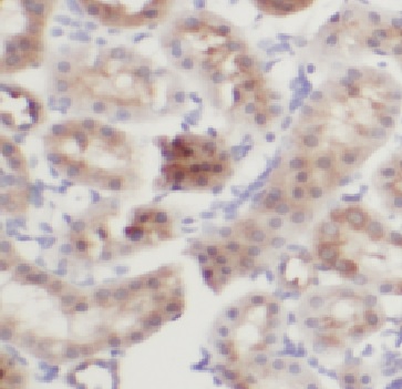 CIAO2B antibody|CIAO2B抗体