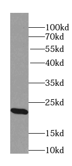 RAB22A-specific antibody|RAB22