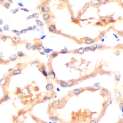 CSPG4 antibody|CSPG4抗体 FNab105