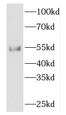 FKBP8 antibody|FKBP8抗体