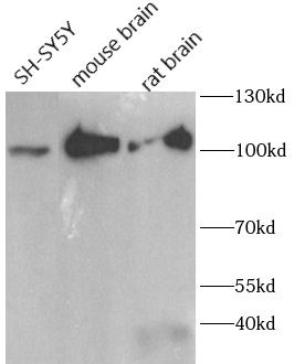 RTN1-A antibody|RTN1-A抗体