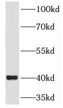 RIMS3 antibody|RIMS3抗体