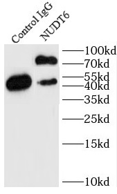 NCAPD3 antibody|NCAPD3抗体