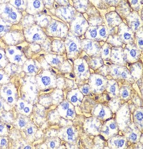 CDH2 antibody|CDH2抗体 FNab05569