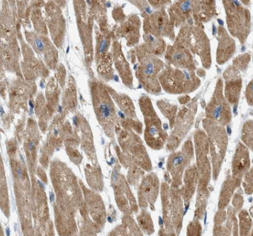CAVIN2 antibody|CAVIN2抗体