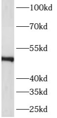 ASZ1 antibody|ASZ1抗体