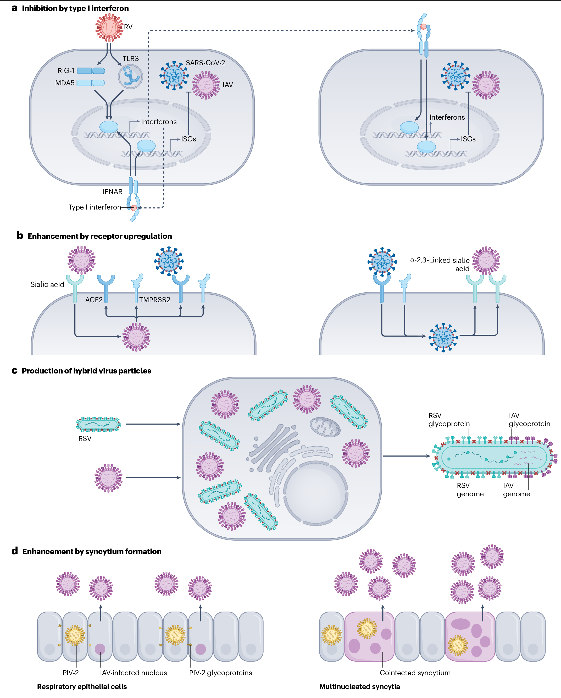 Nature系列综述：呼吸道病毒之间的“相爱相杀”
