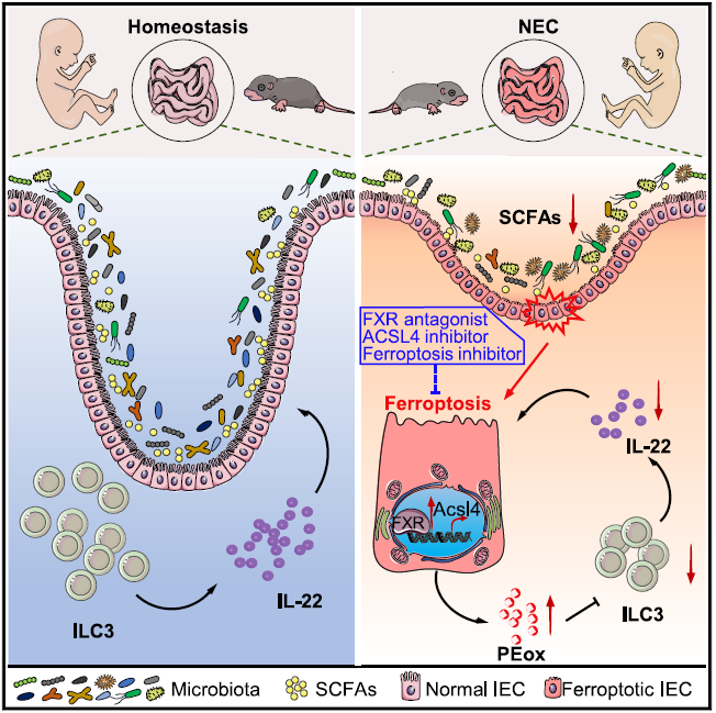 【IF 26.3】聚焦新生儿坏死性小肠结肠炎机制：absin 多重荧光免疫组化试剂盒助力胆汁酸受体 FXR 调控肠上皮铁死亡研究