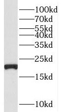 TNFAIP8L2 antibody|TNFAIP8L2抗体
