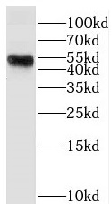 DUSP4 antibody|DUSP4抗体